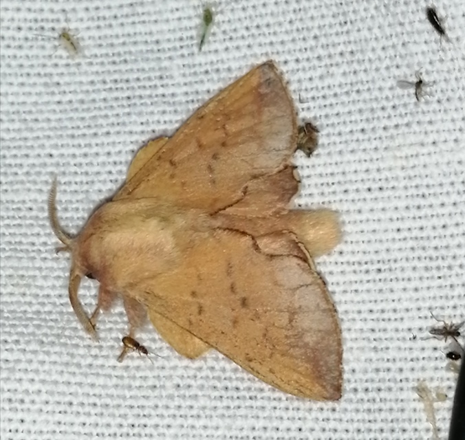 Phyllodesma tremulifolia - nyárlevélpohók