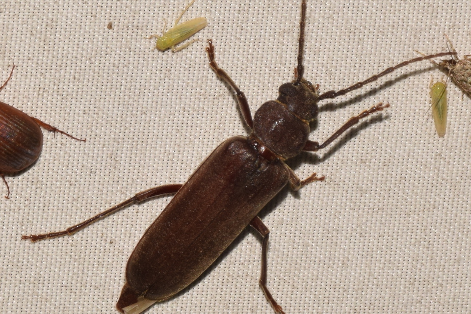 Arhopalus rusticus - gödrösnyakú cincér