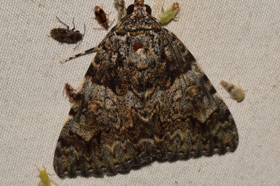Catocala promissa - kis tölgyfa-övesbagoly