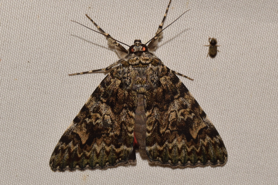 Catocala promissa - kis tölgyfa-övesbagoly