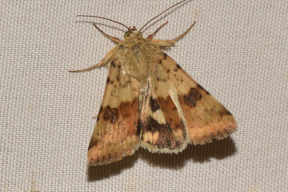 Heliothis viriplaca - mácsonyabagoly