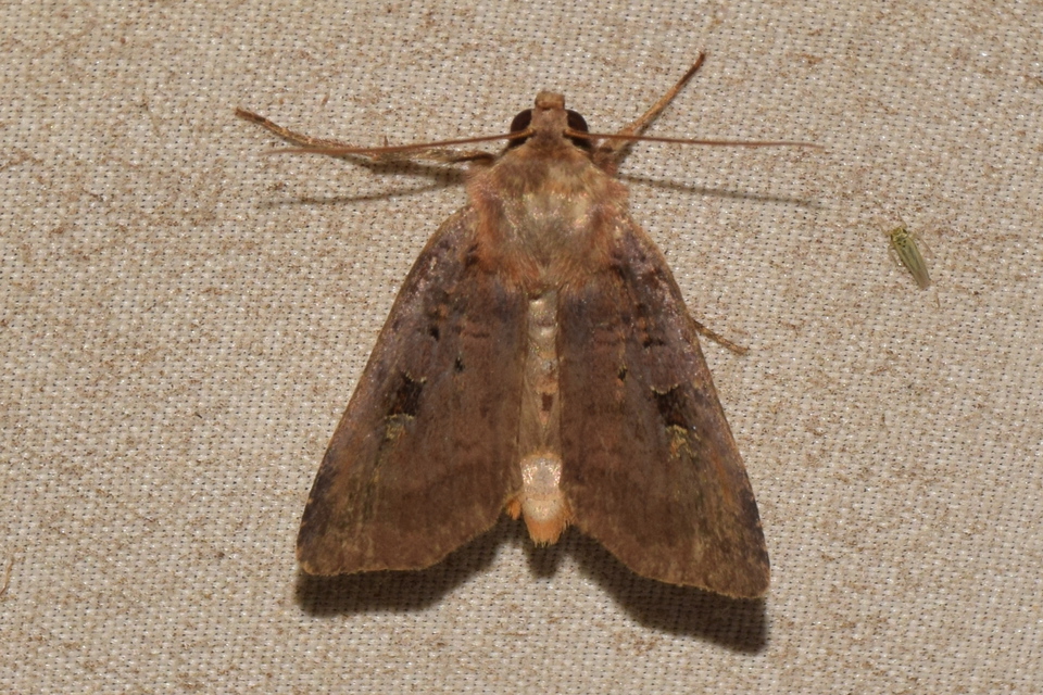 Diarsia brunnea - rózsásszárnyú földibagoly
