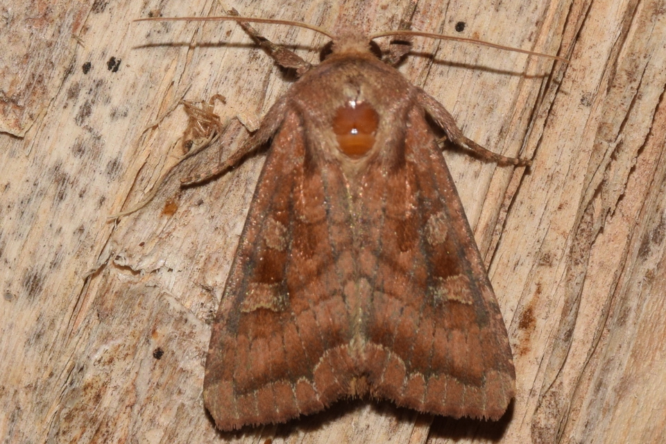 Lacanobia splendens - mocsári kertibagoly