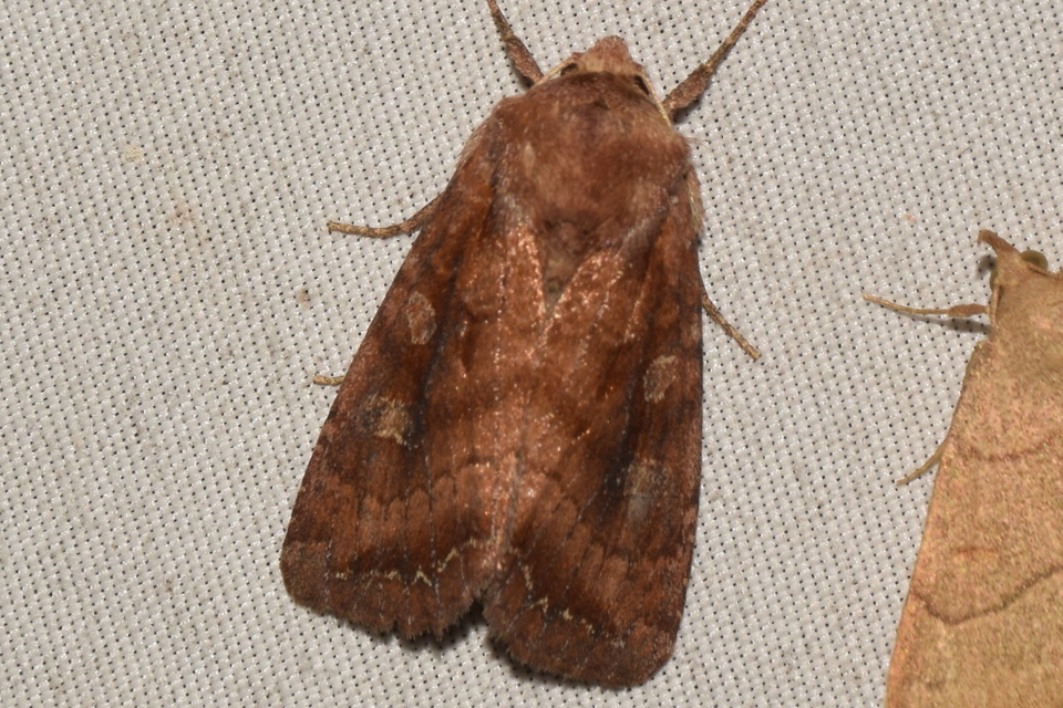 Lacanobia splendens - mocsári kertibagoly
