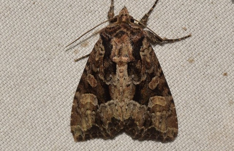 Apamea remissa - erdei dudvabagoly