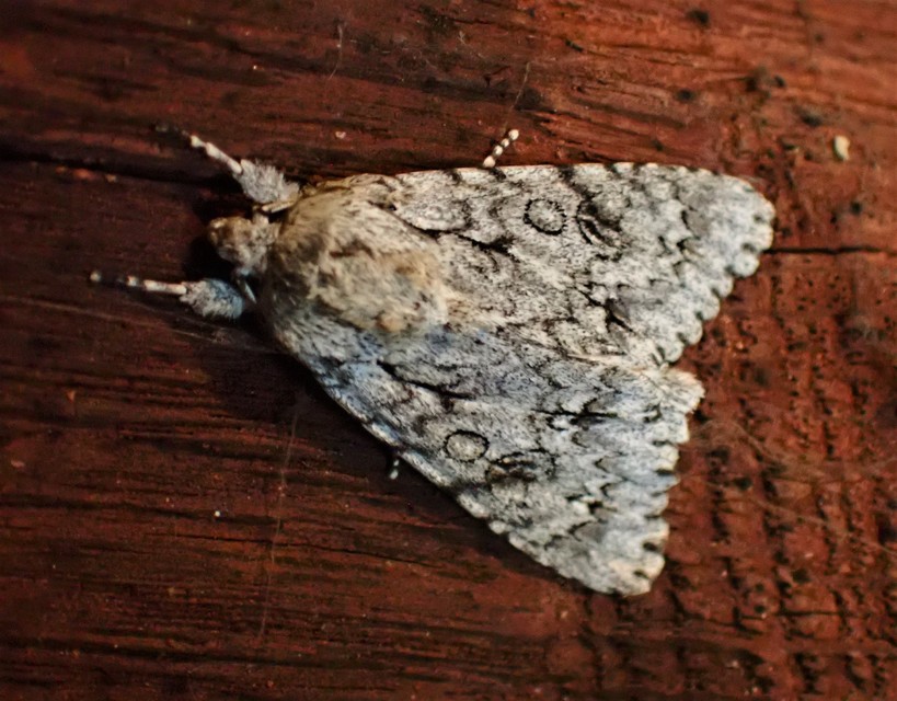 Acronicta aceris - vadgesztenye-szigonyosbagoly