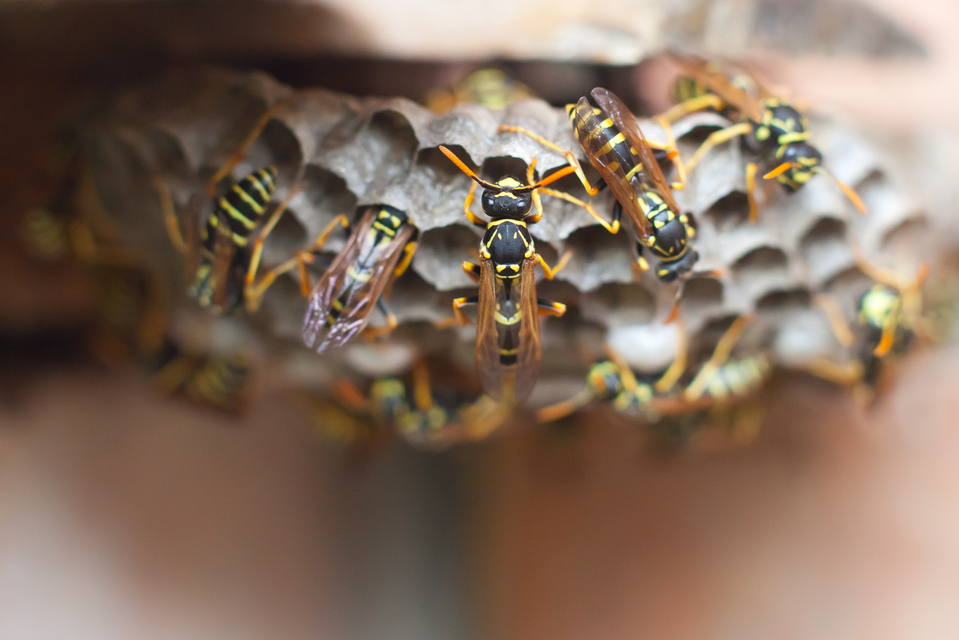 Polistes dominulus - déli papírdarázs