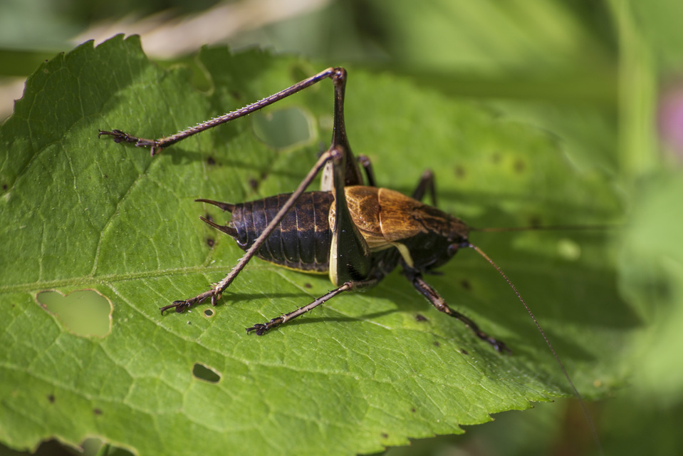Pholidoptera aptera - nagy avarszöcske