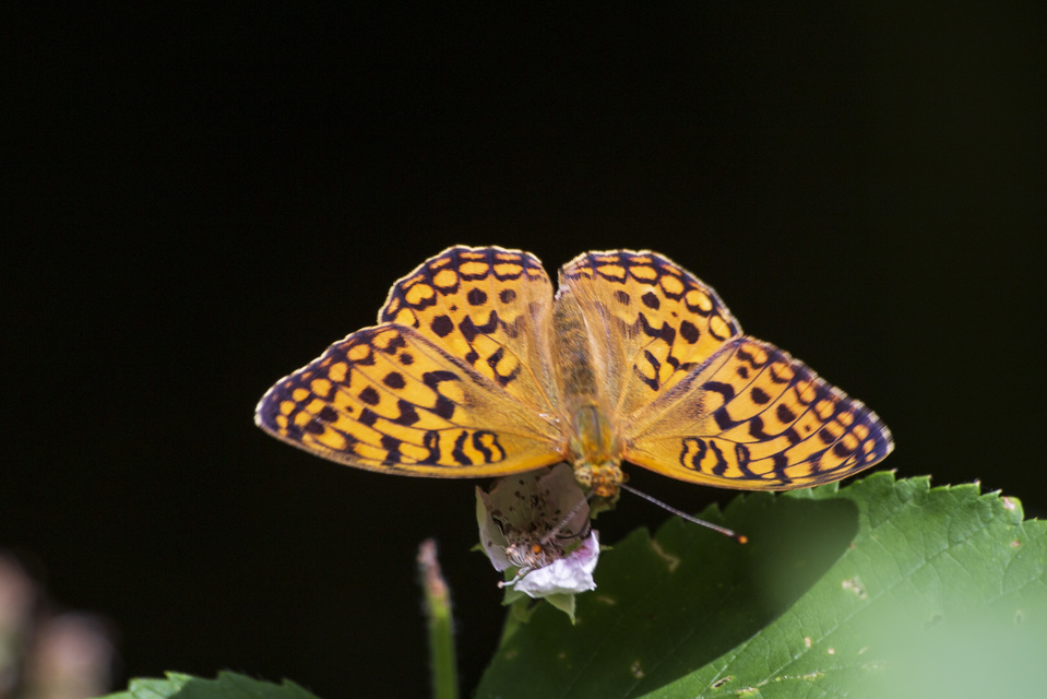 Argynnis adippe - ezüstös gyöngyházlepke