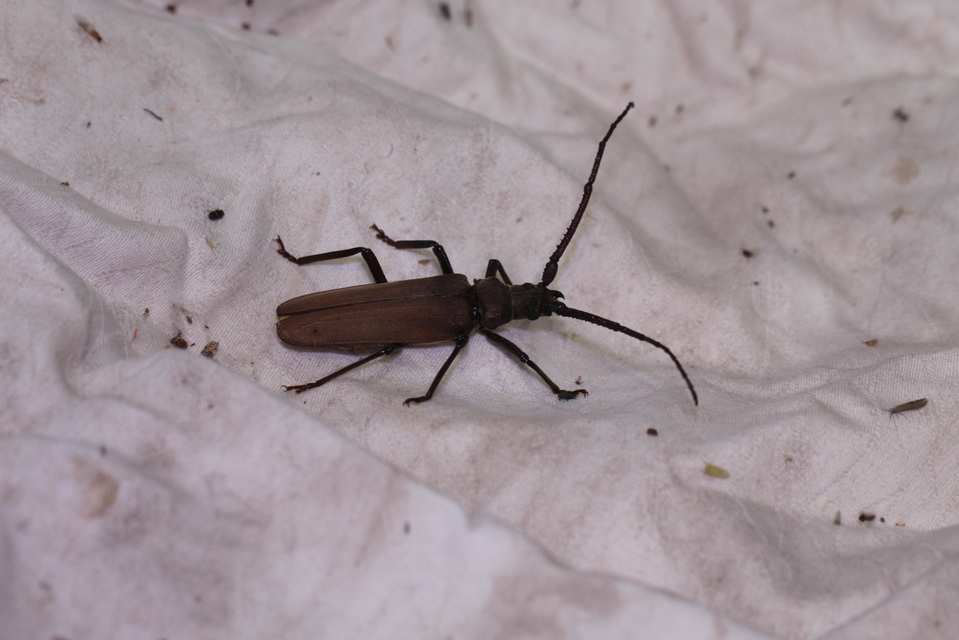 Aegosoma scabricorne - diófacincér