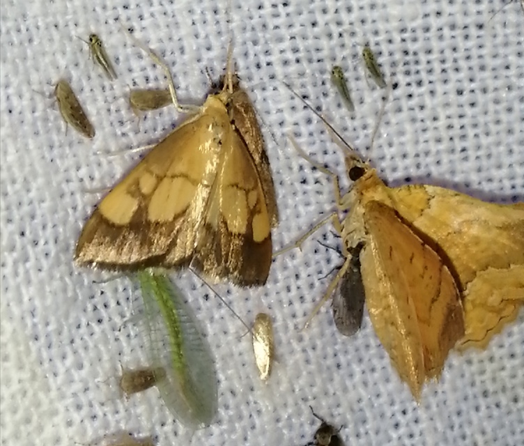 Evergestis limbata - közönséges dudvamoly