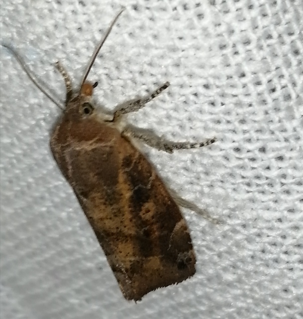 Cosmia affinis - barna lombbagoly