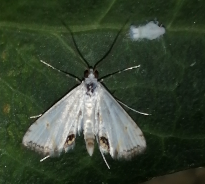 Cataclysta lemnata - békalencsemoly