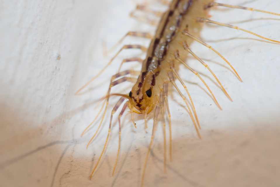 Scutigera coleoptrata - légyölő pókszázlábú