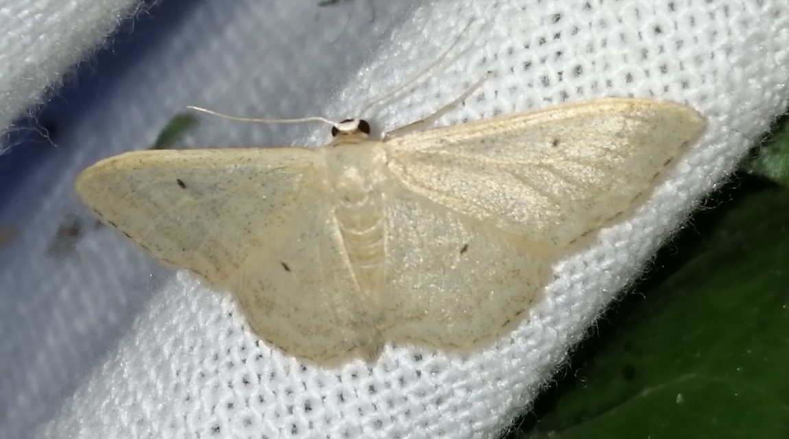 Idaea straminata - szalmasárga sávosaraszoló