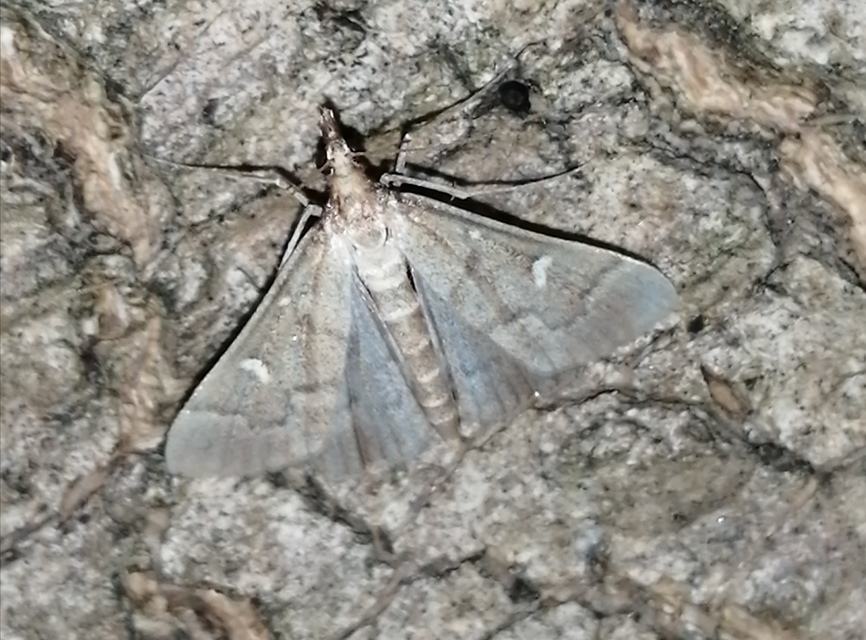 Dolicharthria punctalis - hosszúlábú tűzmoly