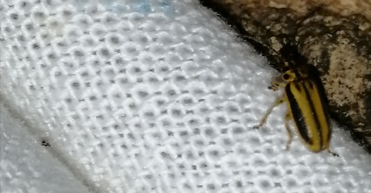 Xanthogalerucella luteola - szilfa-olajosbogár
