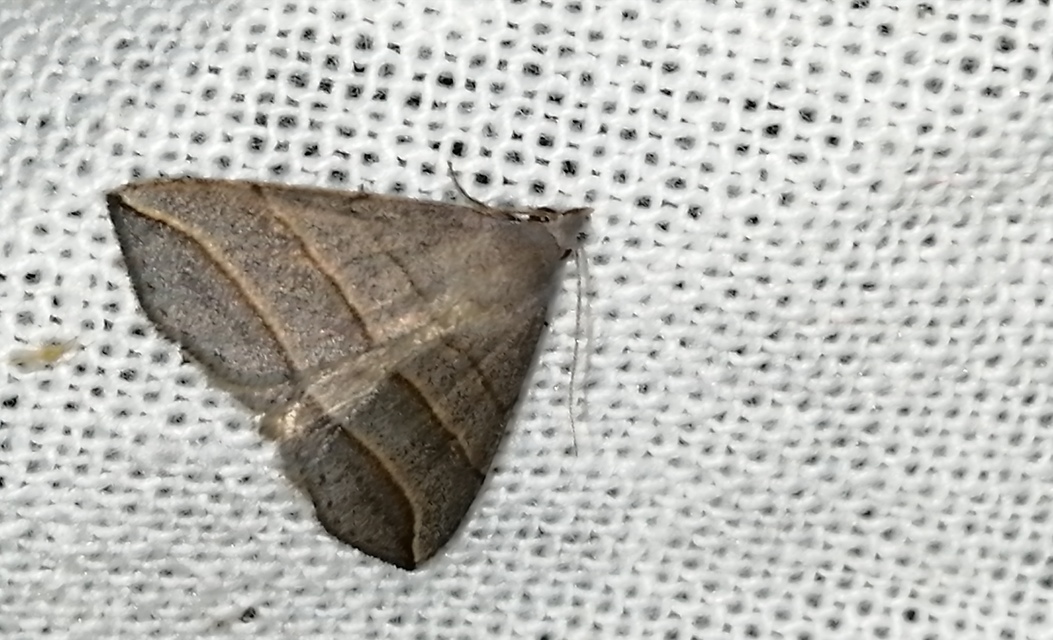Colobochyla salicalis - háromsávos törpebagoly