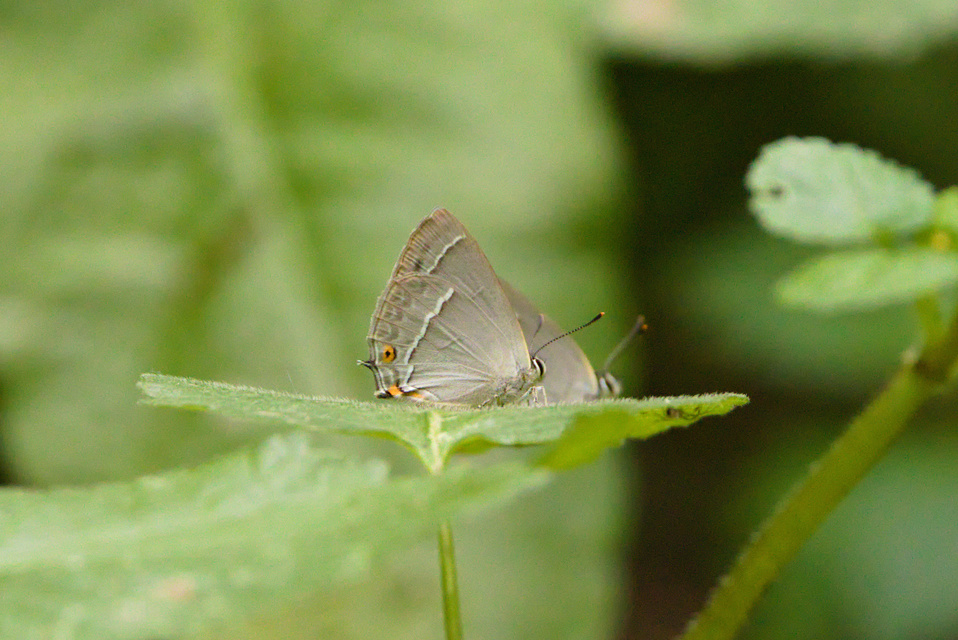 Neozephyrus quercus - tölgyfalepke