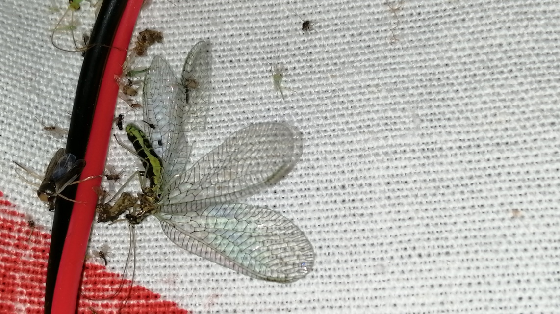 Chrysopa