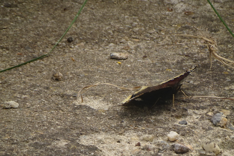 Nymphalis antiopa - gyászlepke