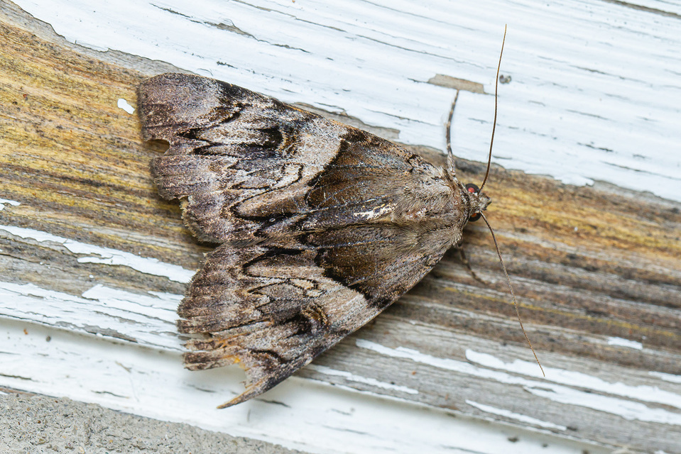 Catocala fulminea - galagonya-övesbagoly