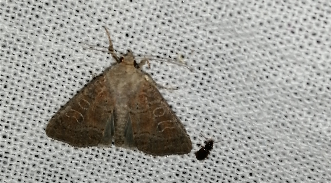 Parastichtis suspecta - sötét erdeibagoly