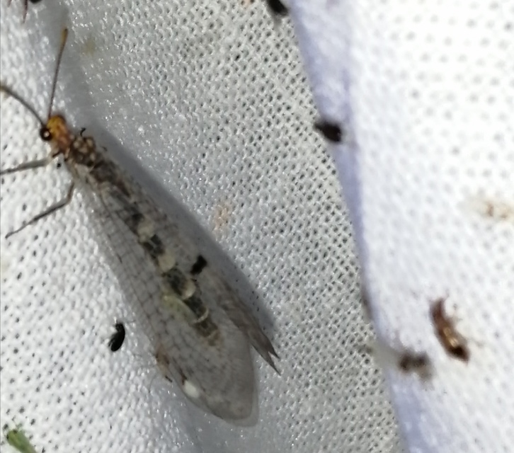 Megistopus flavicornis - kétfoltos hangyaleső