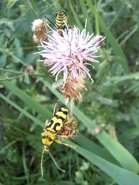 Chlorophorus varius - díszes darázscincér