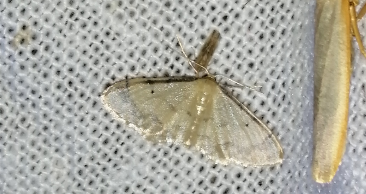 Idaea politaria - vonalas apróaraszoló