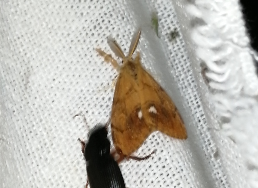 Orgyia antiqua - rozsdabarna kisszövő