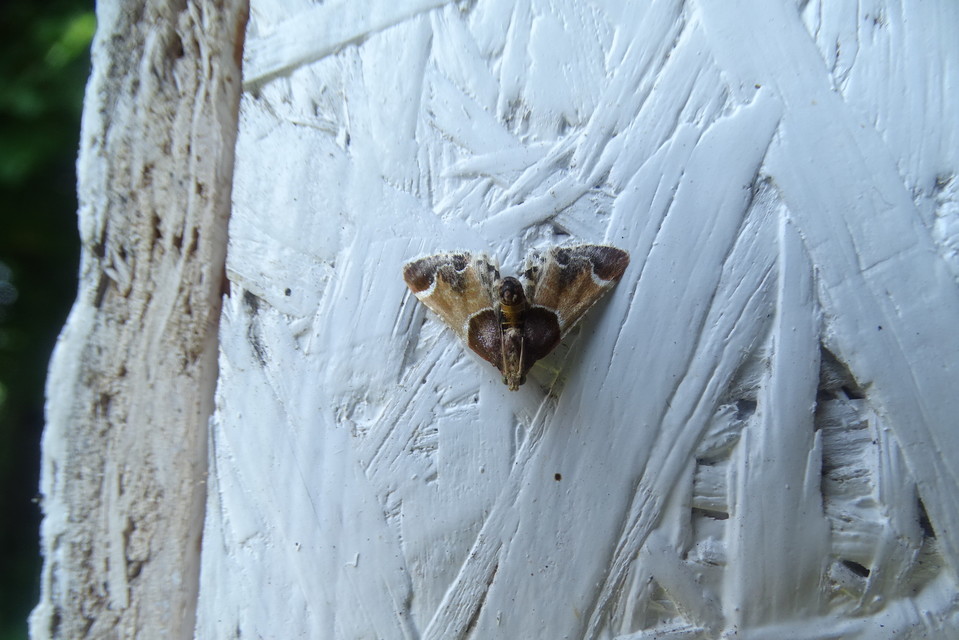 Pyralis farinalis - lisztilonca