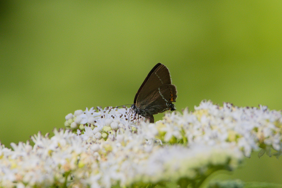 Satyrium spini - kökény-csücsköslepke