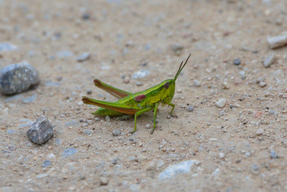 Euthystira brachyptera - smaragdzöld sáska