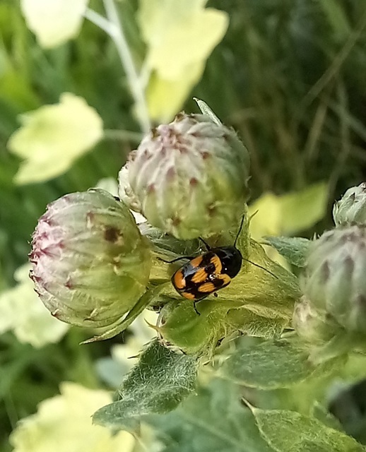 Cryptocephalus anticus - réti zömökbogár