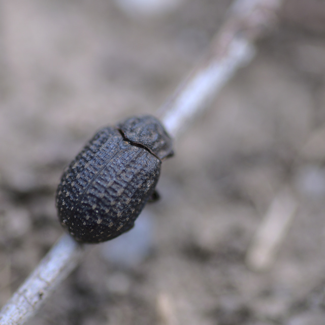 Trox sabulosus - közönséges irhabogár