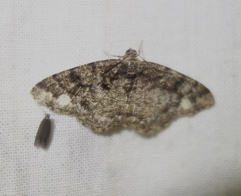 Parectropis similaria - barna zuzmóaraszoló