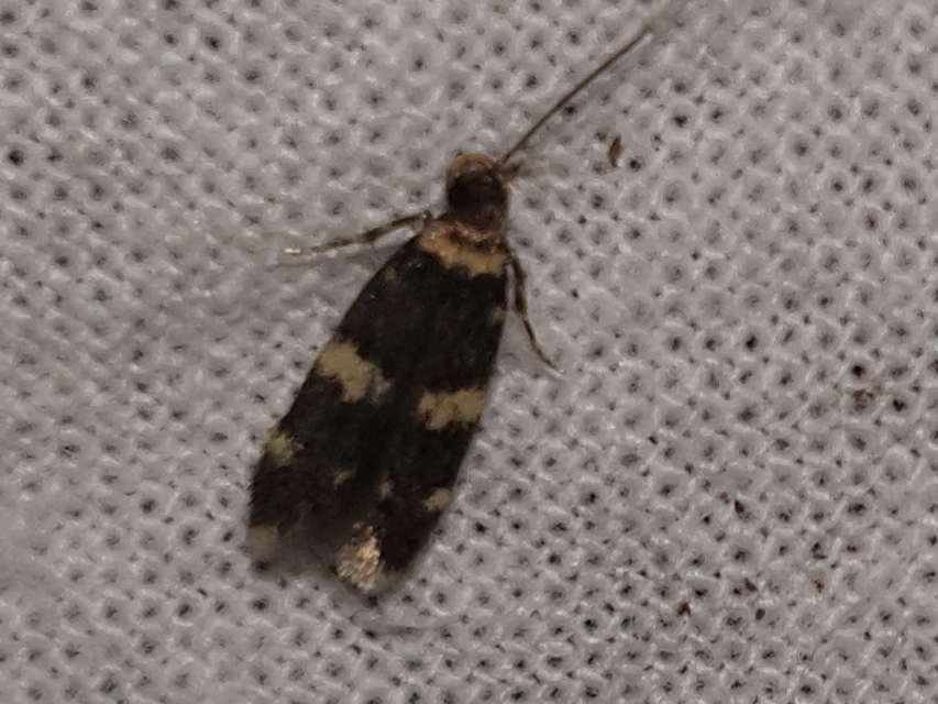 Oegoconia