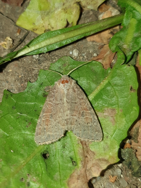 Parastichtis suspecta - sötét erdeibagoly