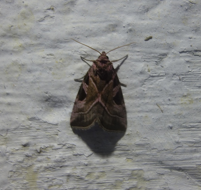 Eucarta virgo - mocsári ametisztbagoly