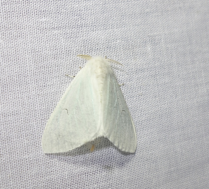 Arctornis l-nigrum - L-betűs gyapjaslepke