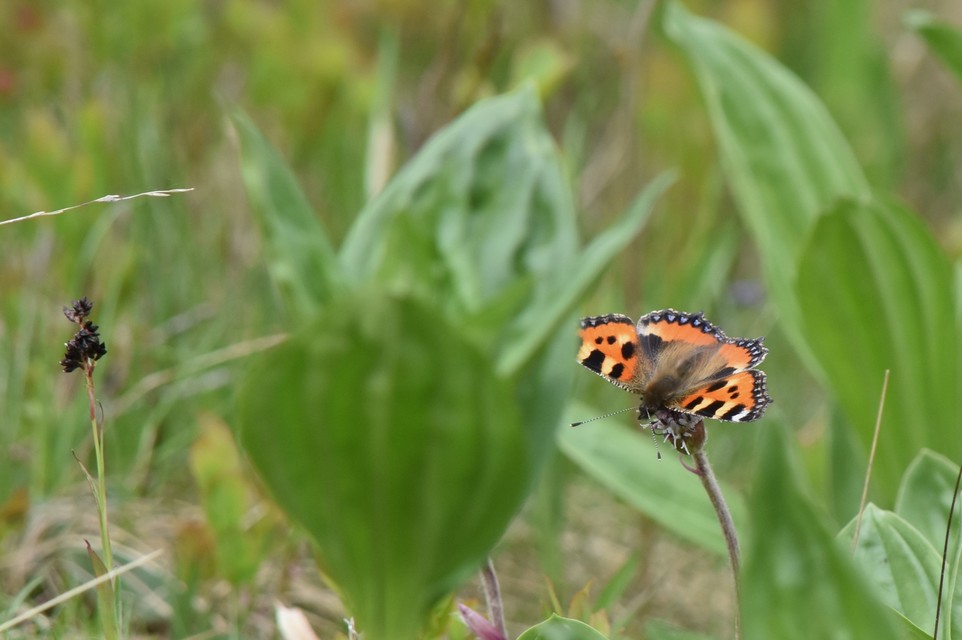 Nymphalis urticae - kis rókalepke