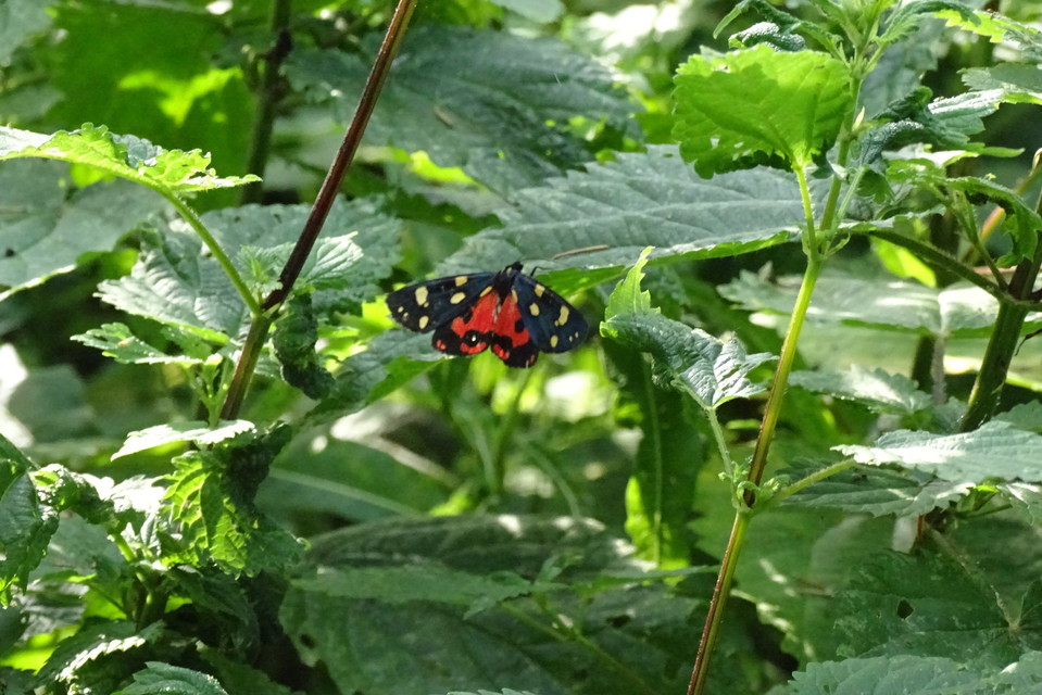 Callimorpha dominula - fémes medvelepke