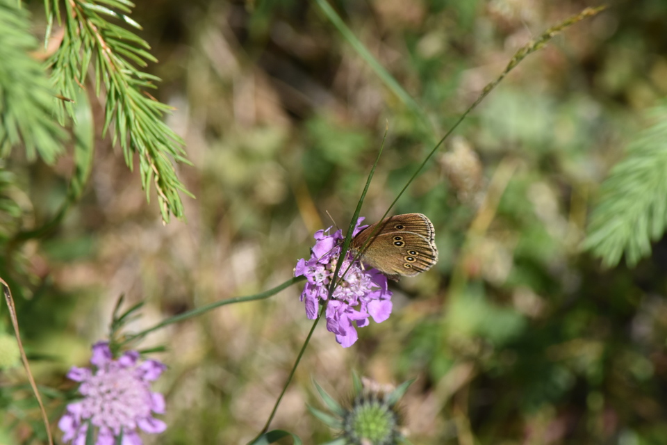 Aphantopus hyperanthus - közönséges ökörszemlepke