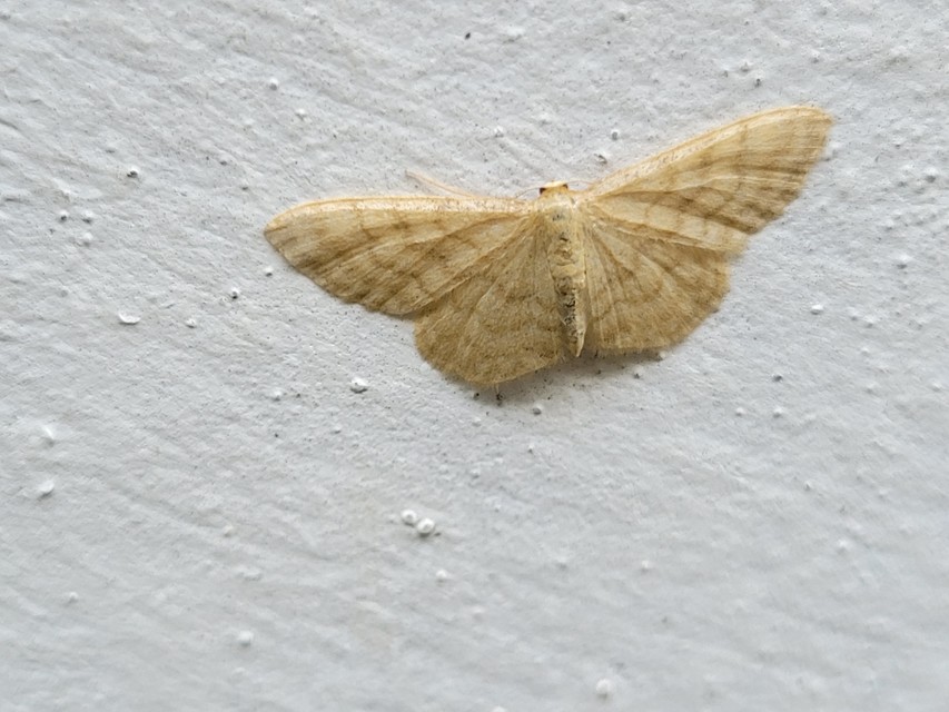 Idaea dilutaria - napvirág-apróaraszoló