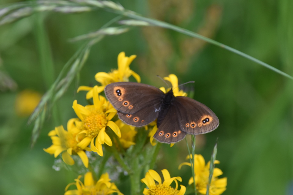 Erebia medusa - tavaszi szerecsenlepke