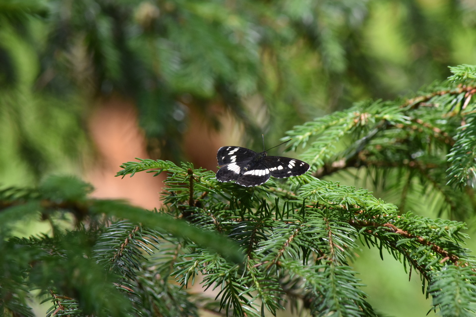 Limenitis camilla - kis lonclepke