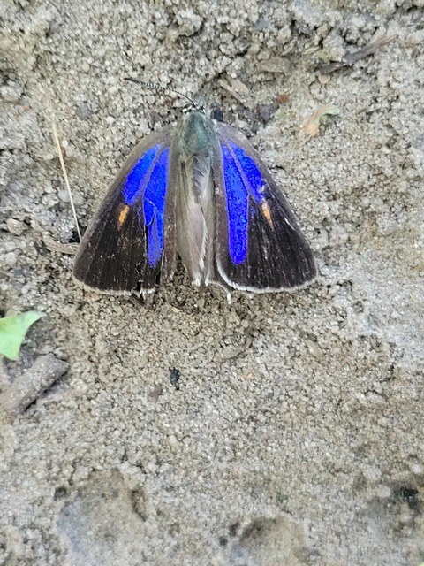 Neozephyrus quercus - tölgyfalepke