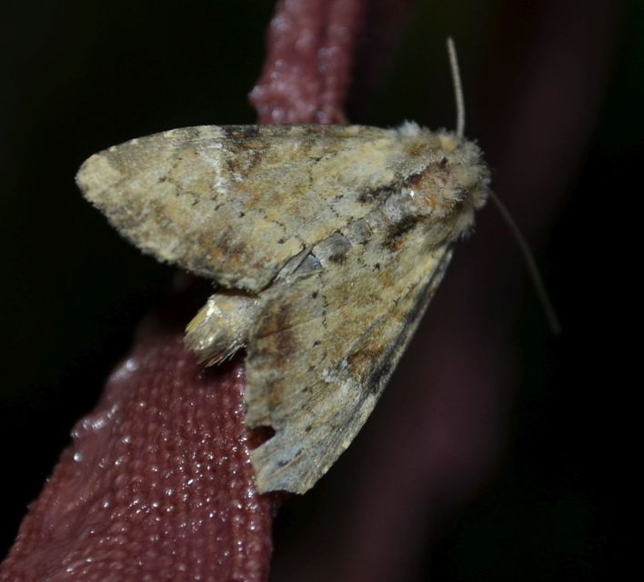 Loscopia scolopacina - csinos dudvabagoly
