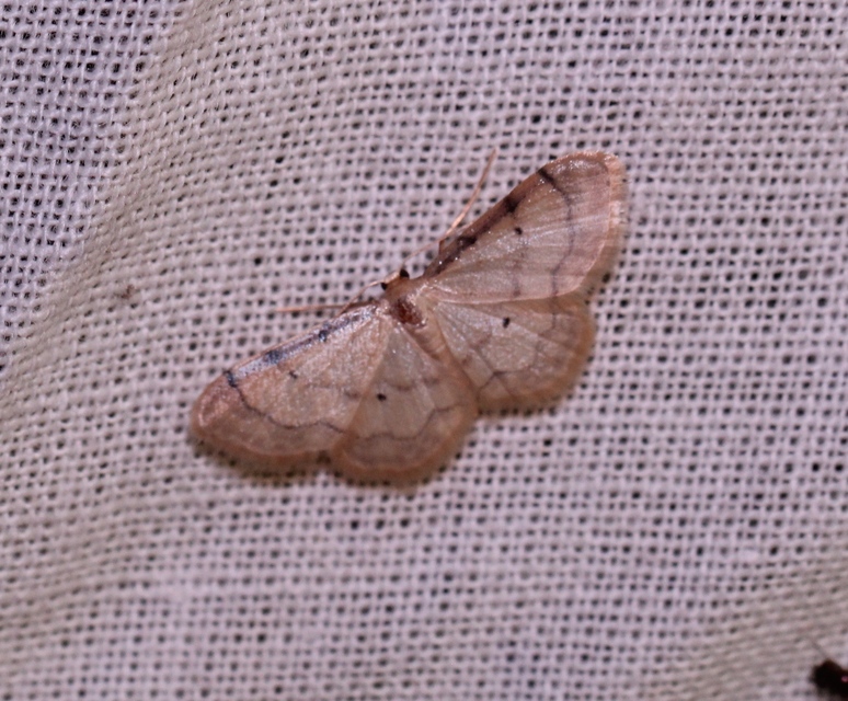 Idaea politaria - vonalas apróaraszoló
